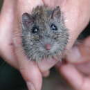 Image of Hastings River Mouse