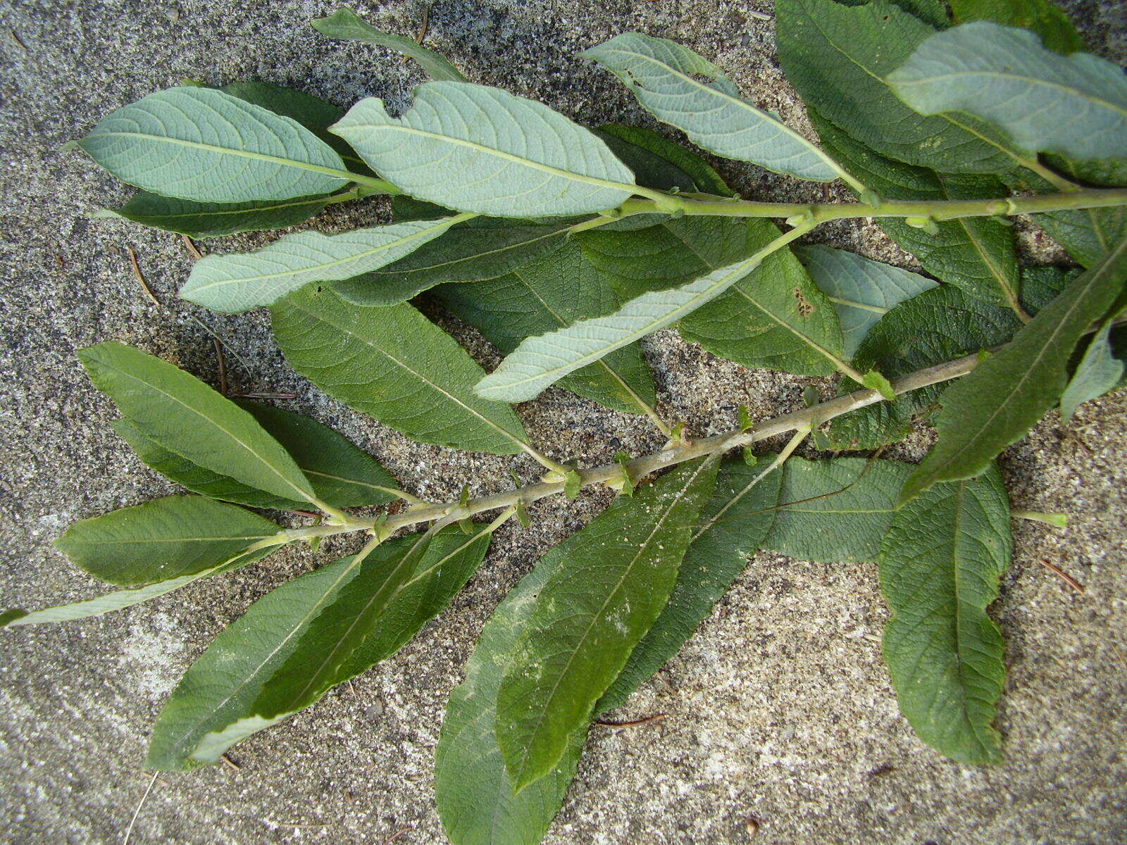 Imagem de Salix cinerea L.