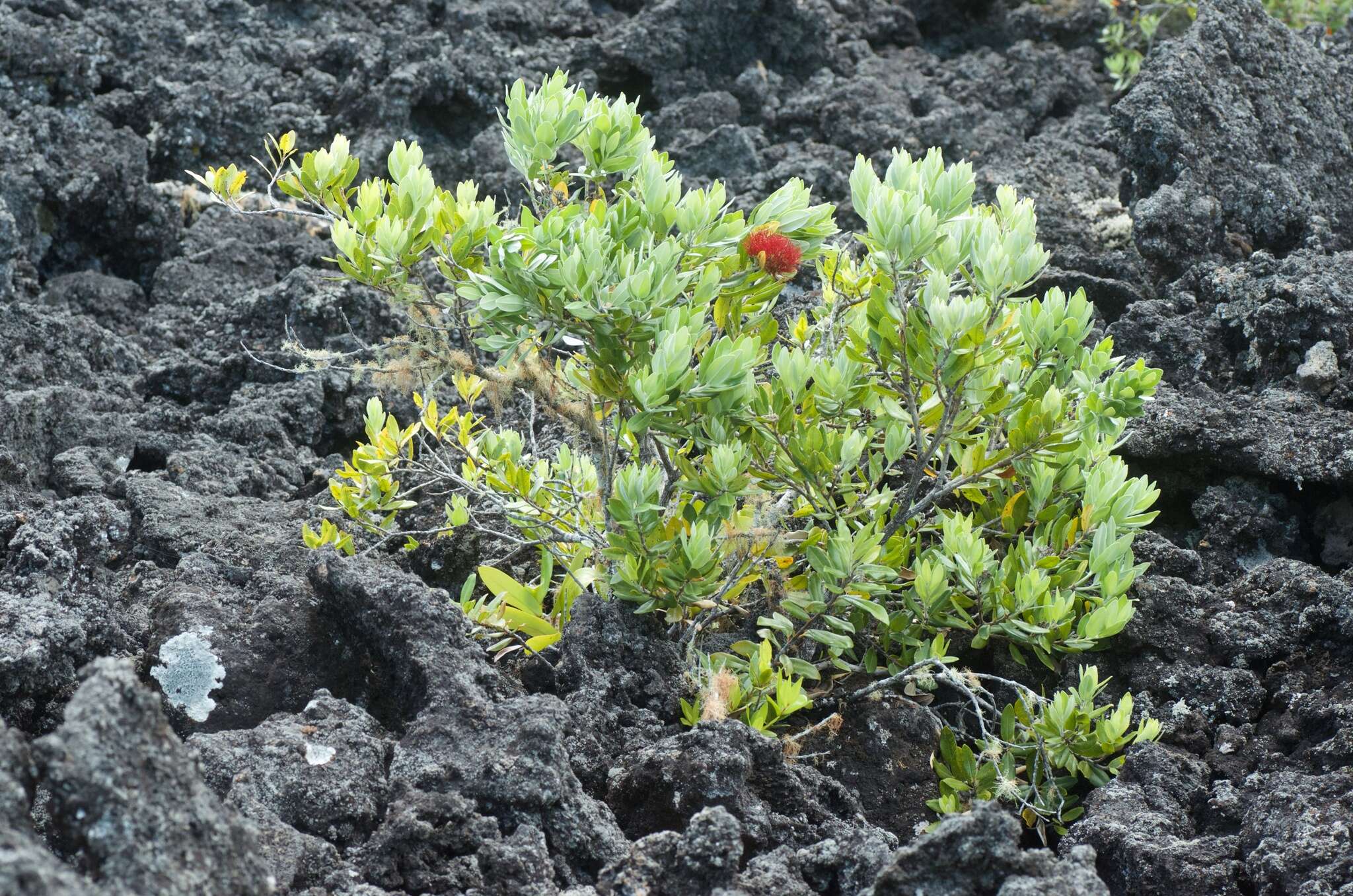 Image of Pohutukawa