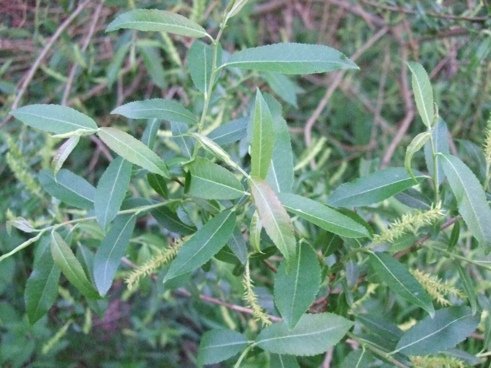 Imagem de Salix triandra L.