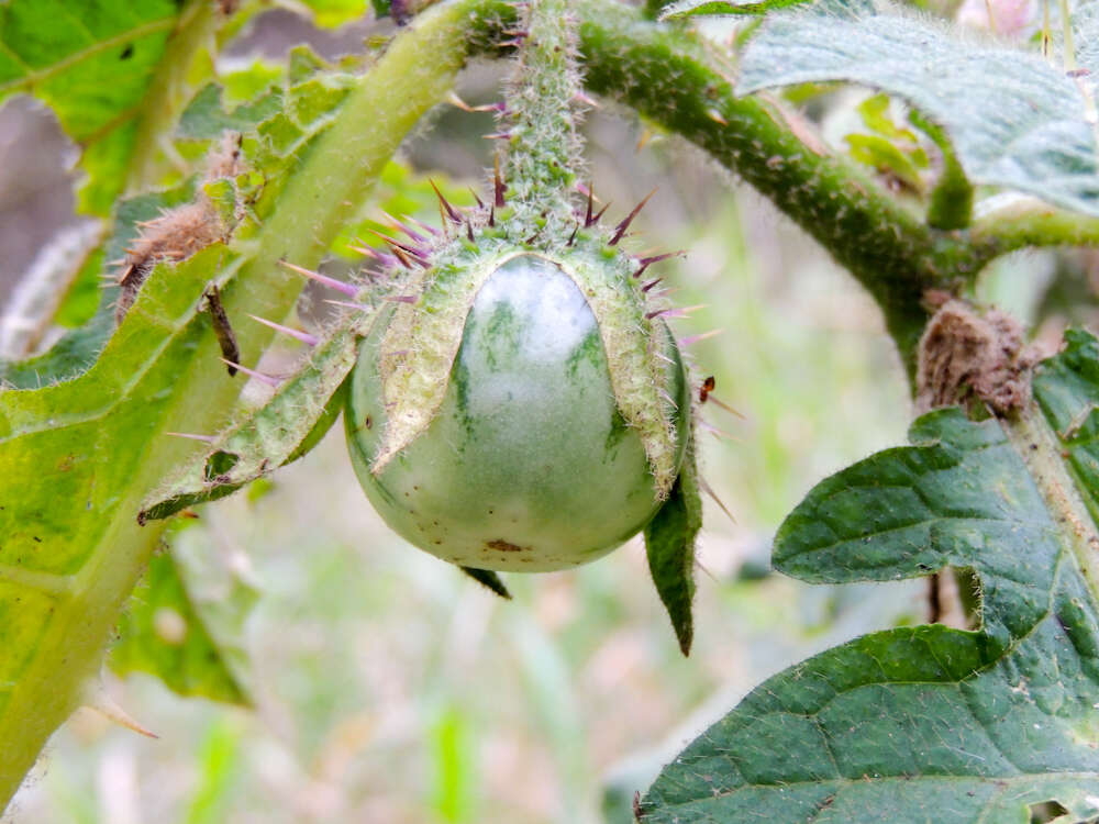 صورة Solanum dasyphyllum Schum. & Thonn.