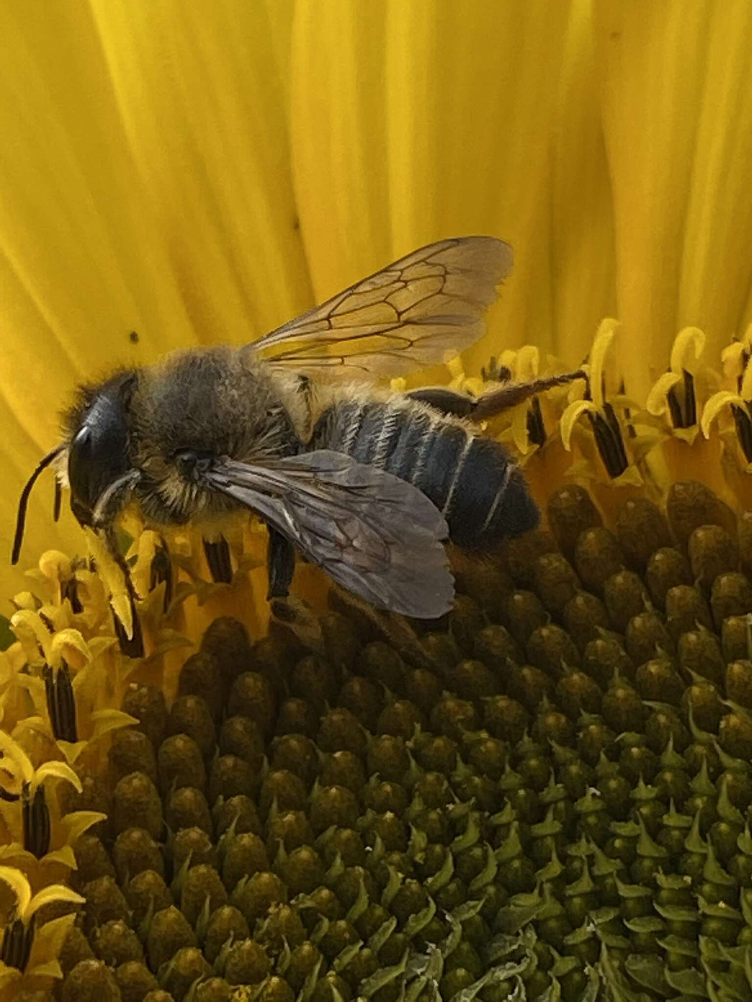 Image de Megachile versicolor Smith 1844