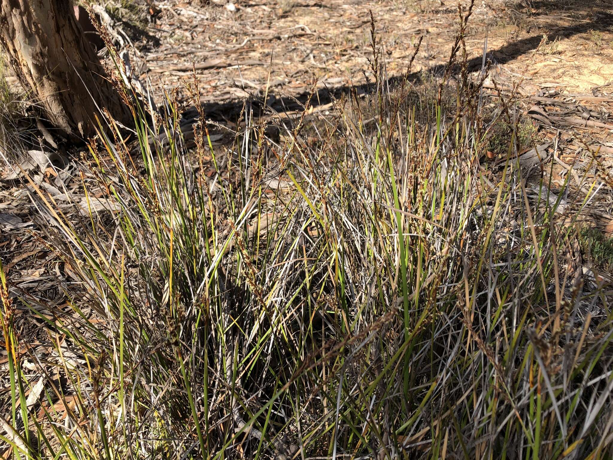 Image of Lepidosperma viscidum R. Br.