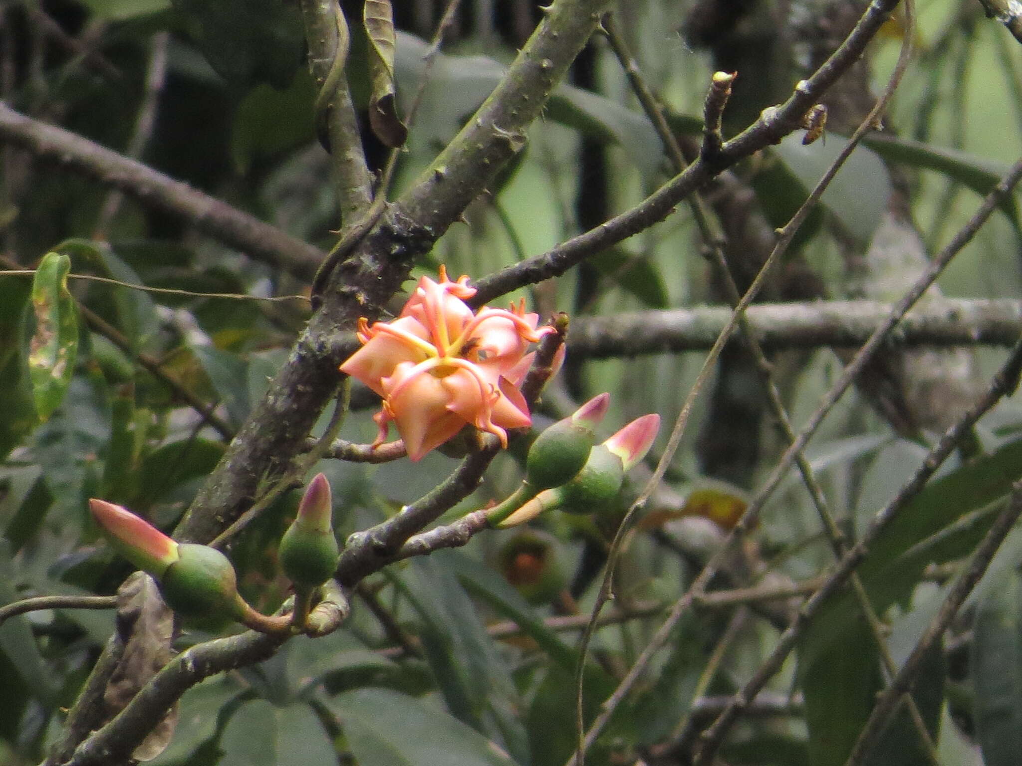 Sivun Spirotheca rosea (Seem.) P. E. Gibbs & W. S. Alverson kuva