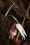 Image of calypso orchid