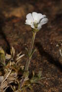 Image of field chickweed