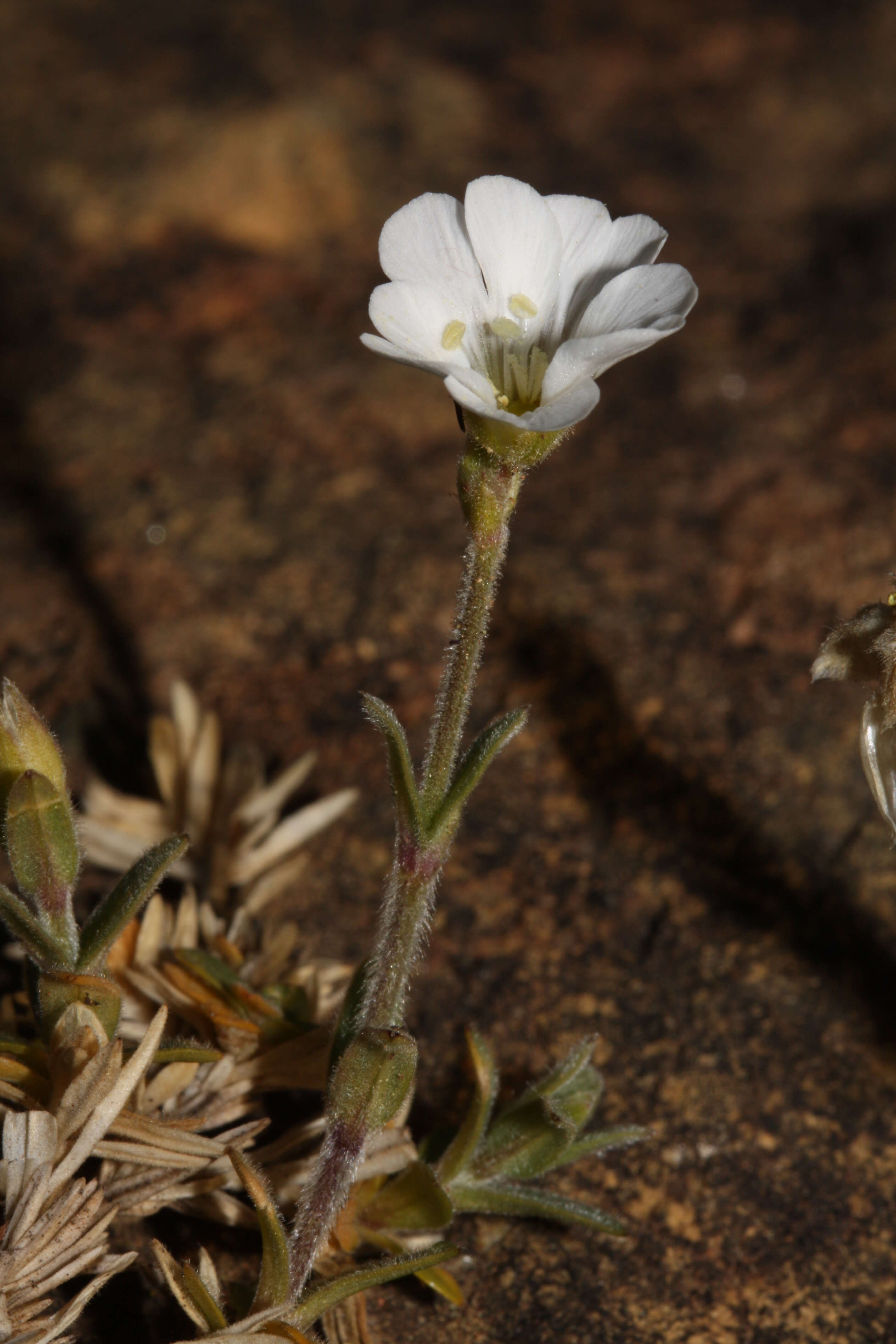 Image of field chickweed