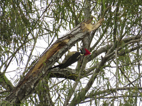 Image of Lineated Woodpecker