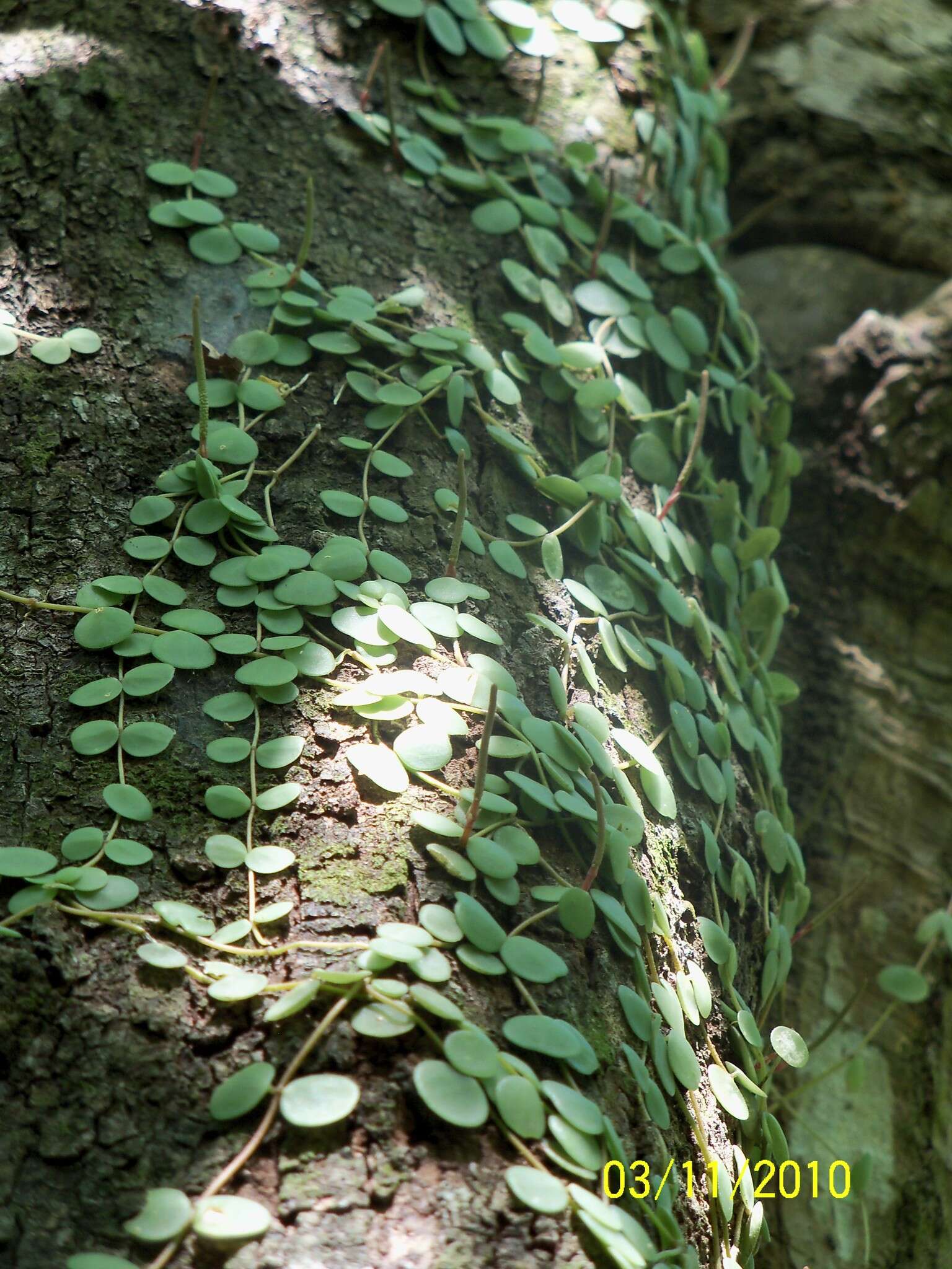 Image of Peperomia cyclophylla Miq.