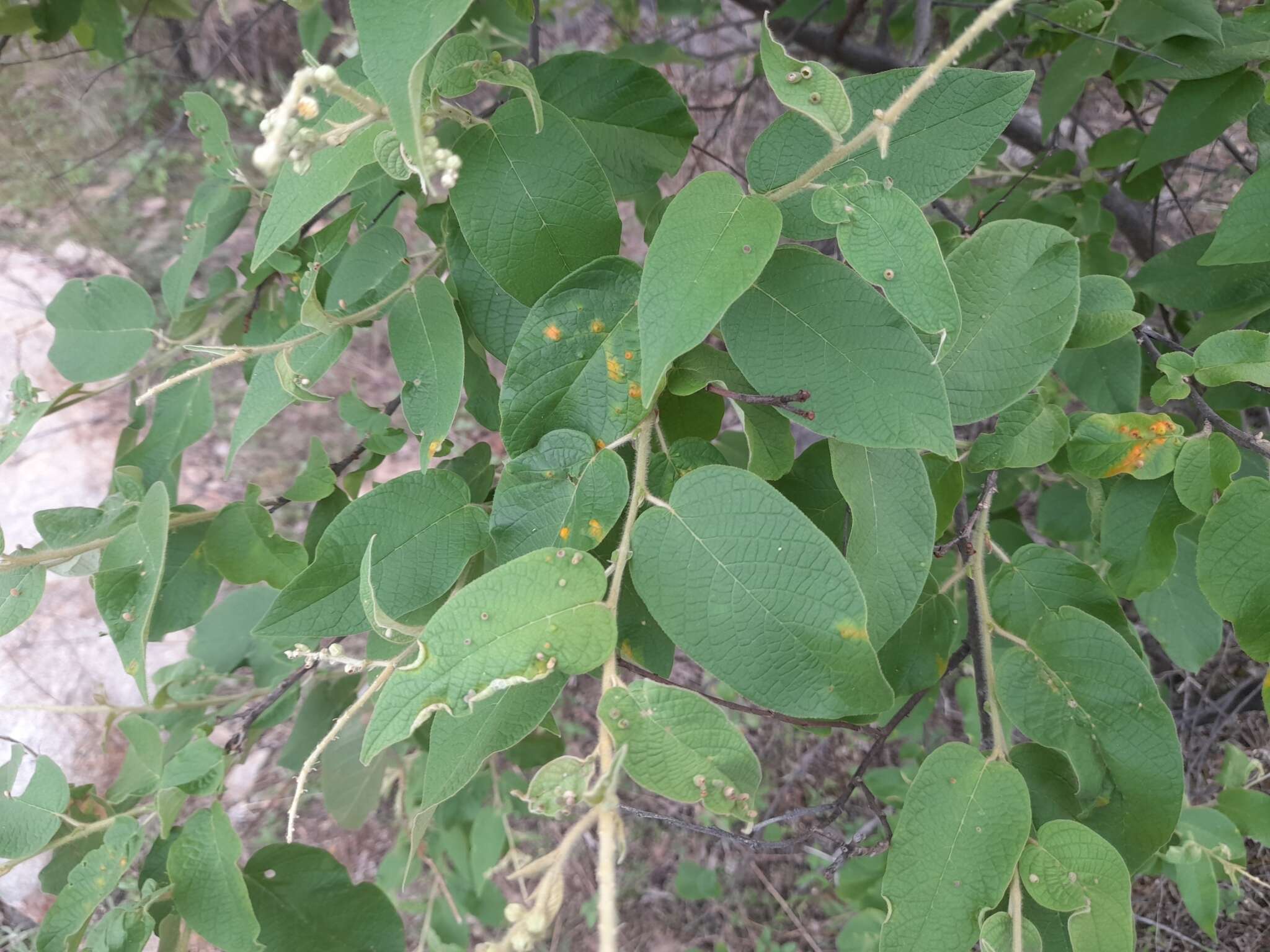 Image of Croton blanchetianus Baill.