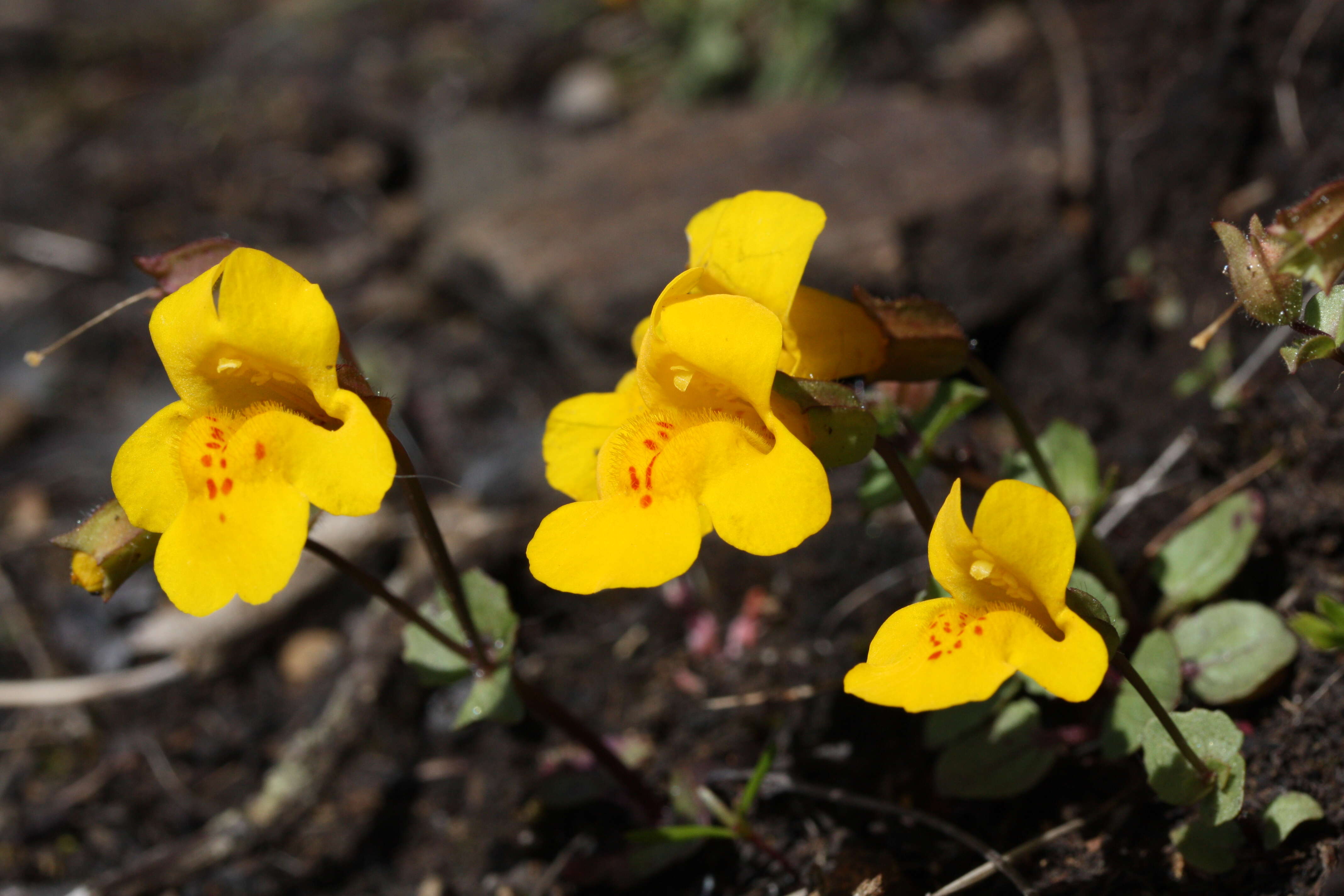 Image of Erythranthe guttata (DC.) G. L. Nesom