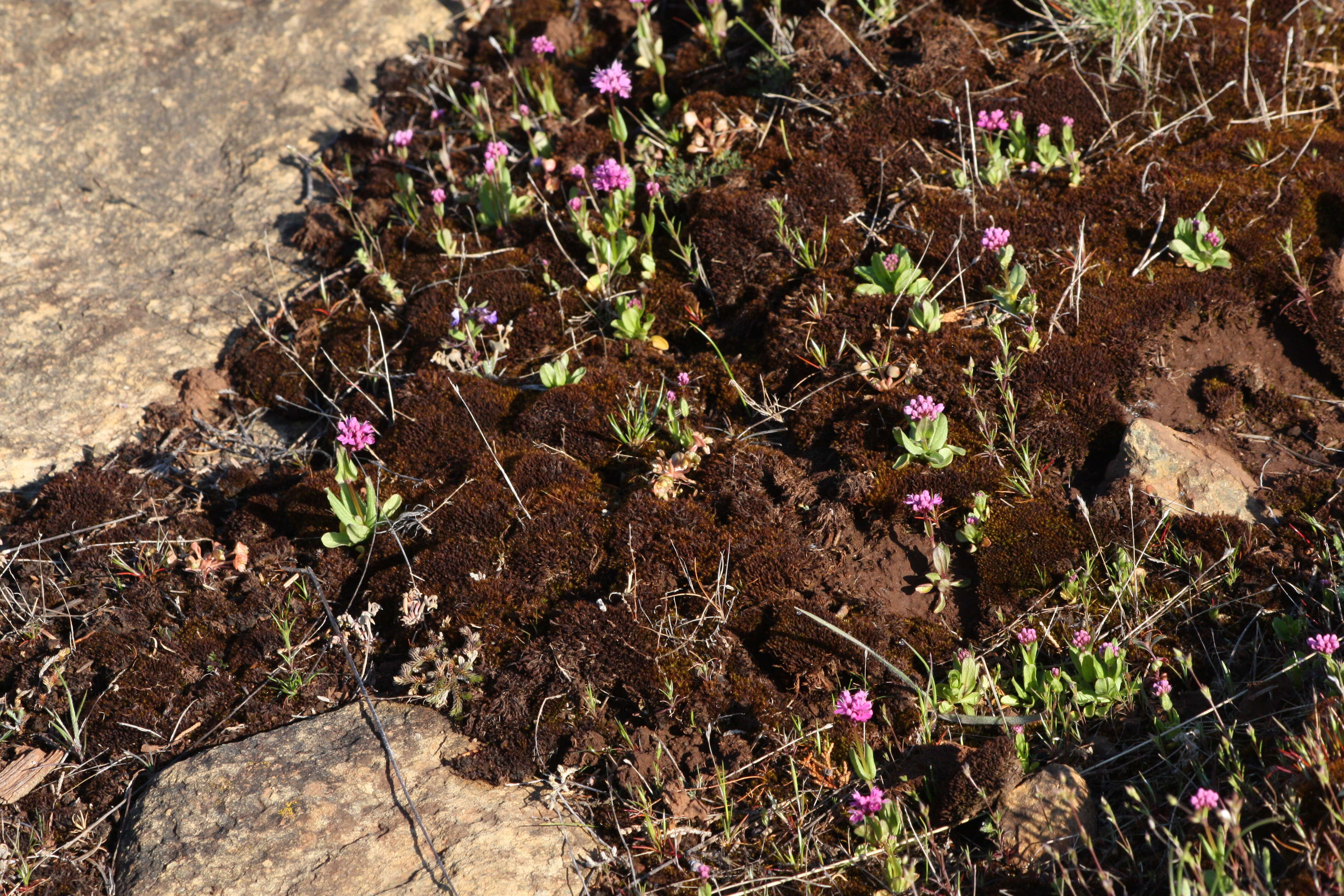 Image of Short-Spur Seablush