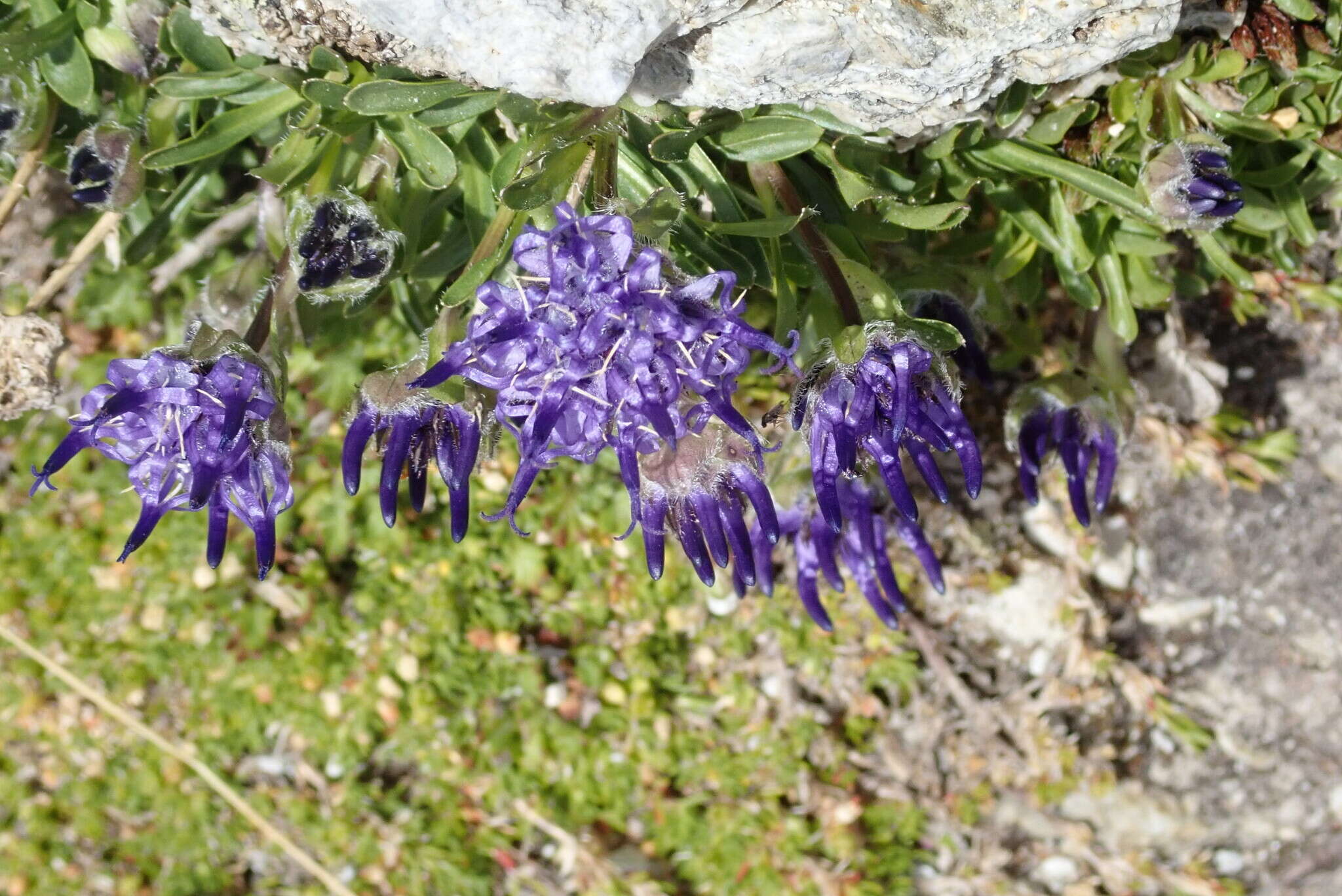 Sivun Phyteuma globulariifolium Sternb. & Hoppe kuva