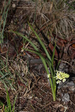 Image of meadow death camas