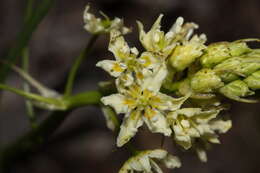 Image of meadow death camas