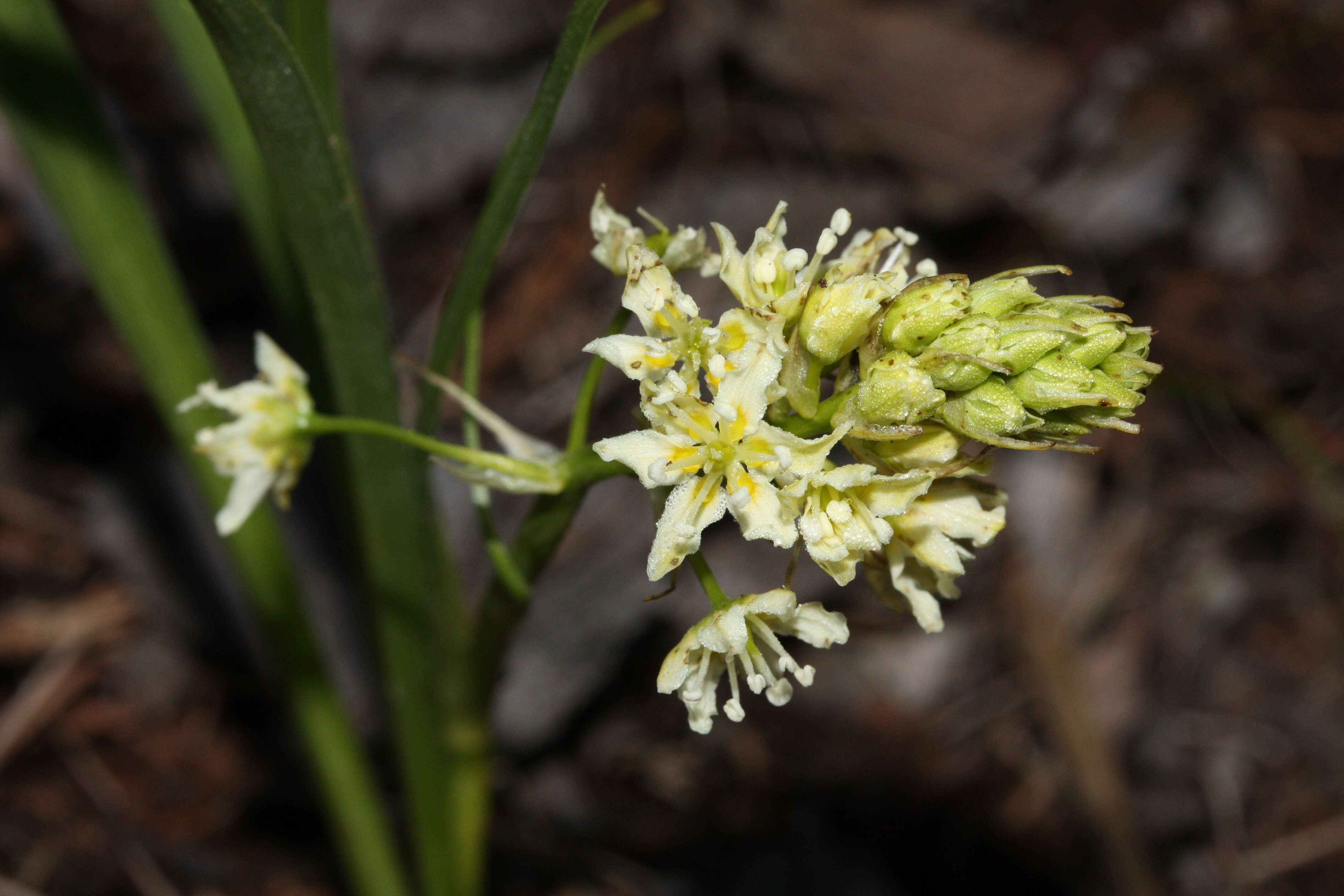 Image of meadow death camas