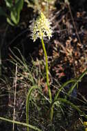 Image of meadow death camas