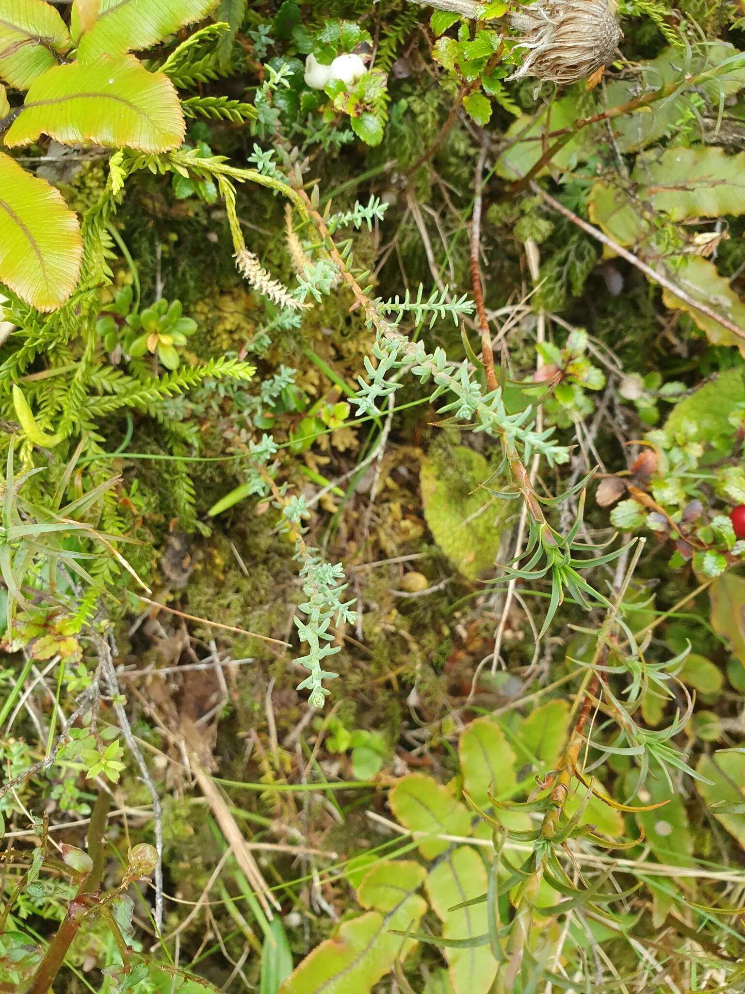 Imagem de Lepidothamnus laxifolius (Hook. fil.) Quinn