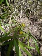 Image of Dracaena reflexa var. occidentalis H. Perrier