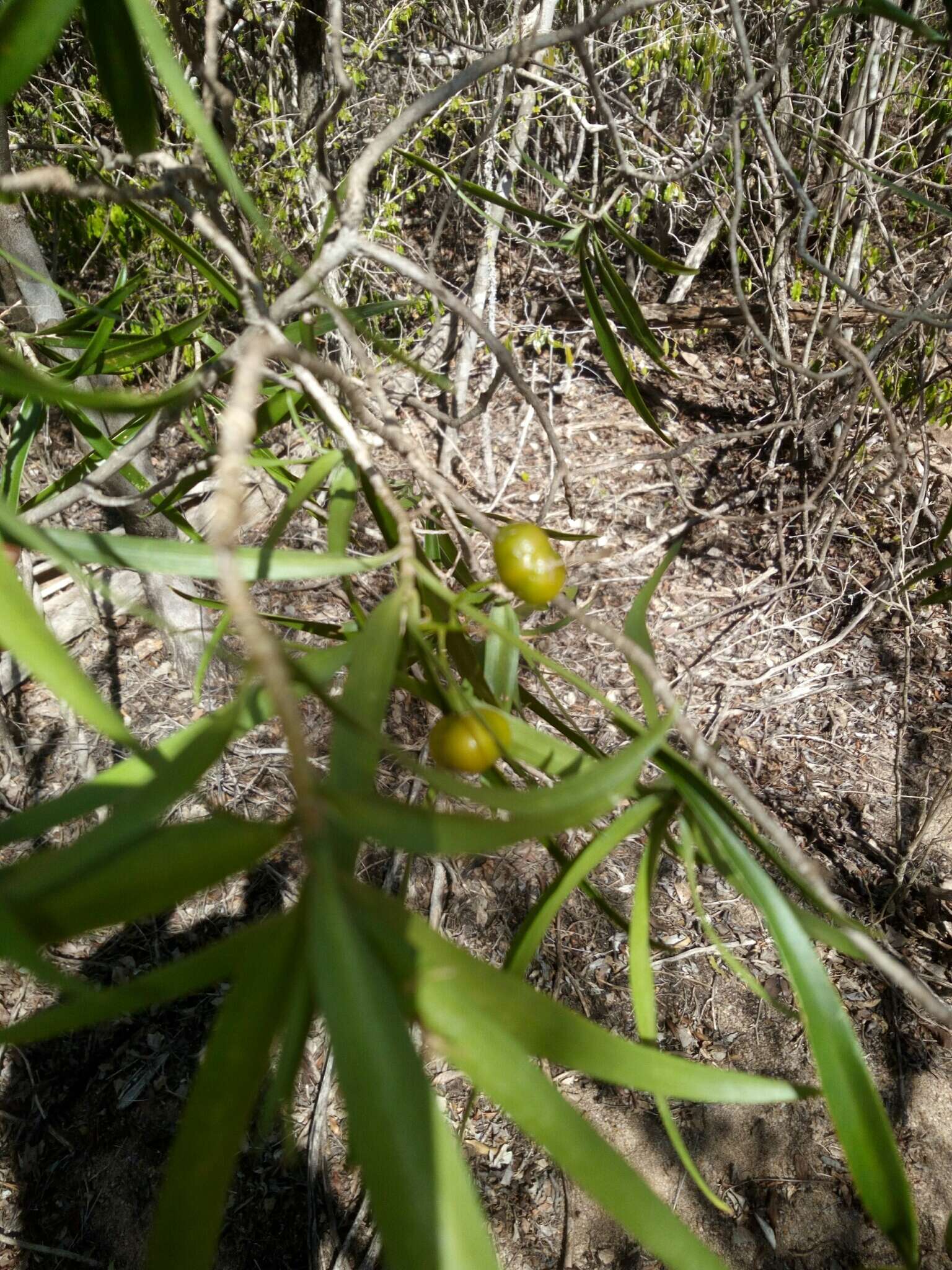 Image of Dracaena reflexa var. occidentalis H. Perrier