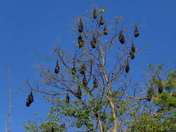 Image of Black Flying Fox