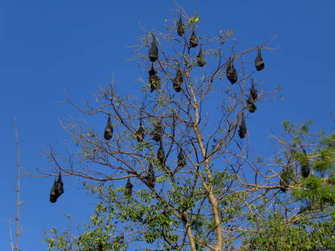 Image of Black Flying Fox