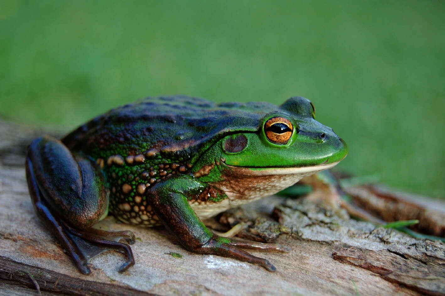 Image of Green and Gold Frog