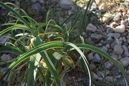 Image of Allium commutatum Guss.