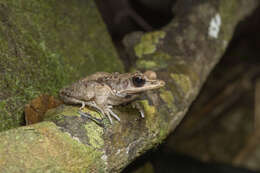 Image of Greater Tip-nosed Frog