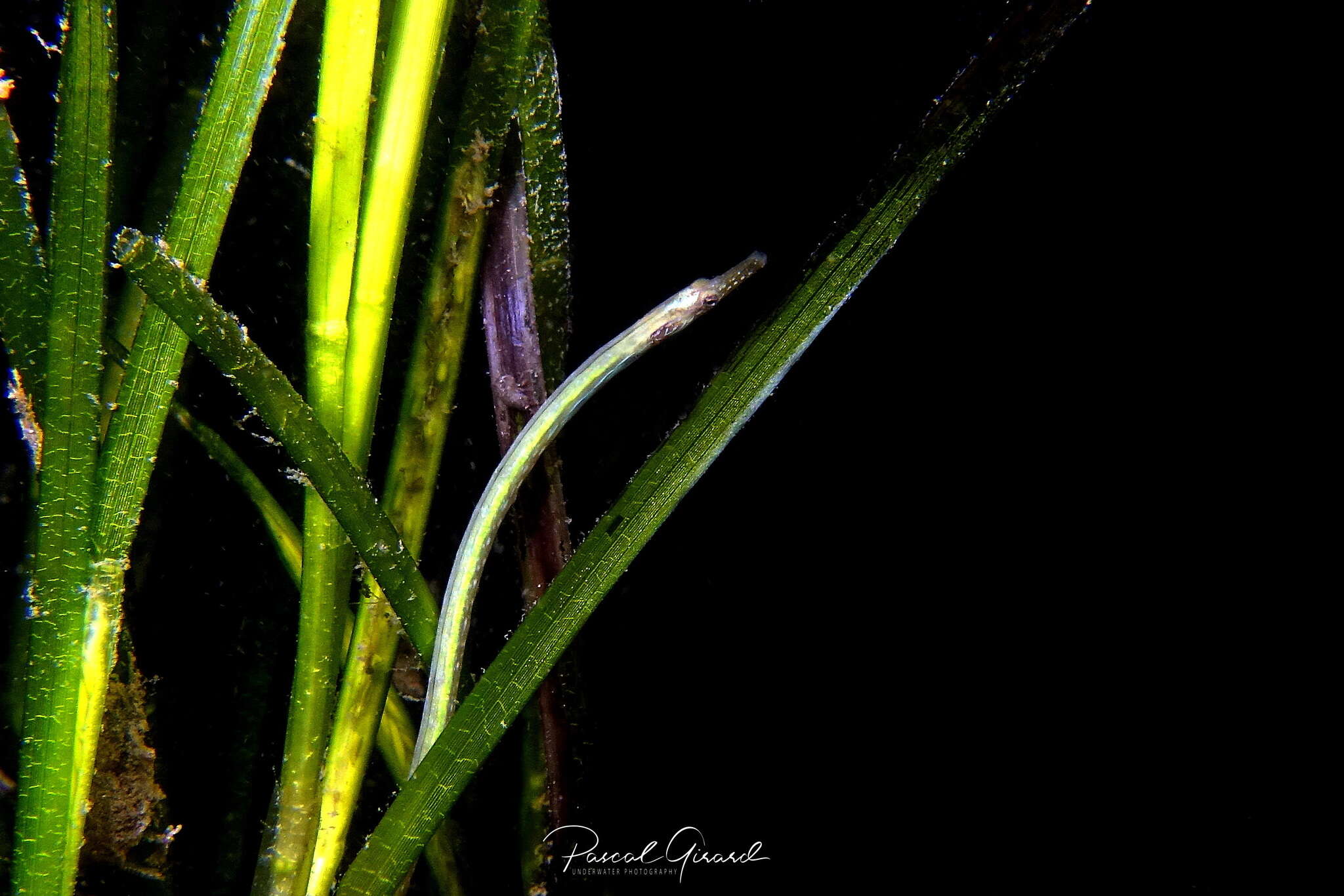 Image of Straightnose Pipefish