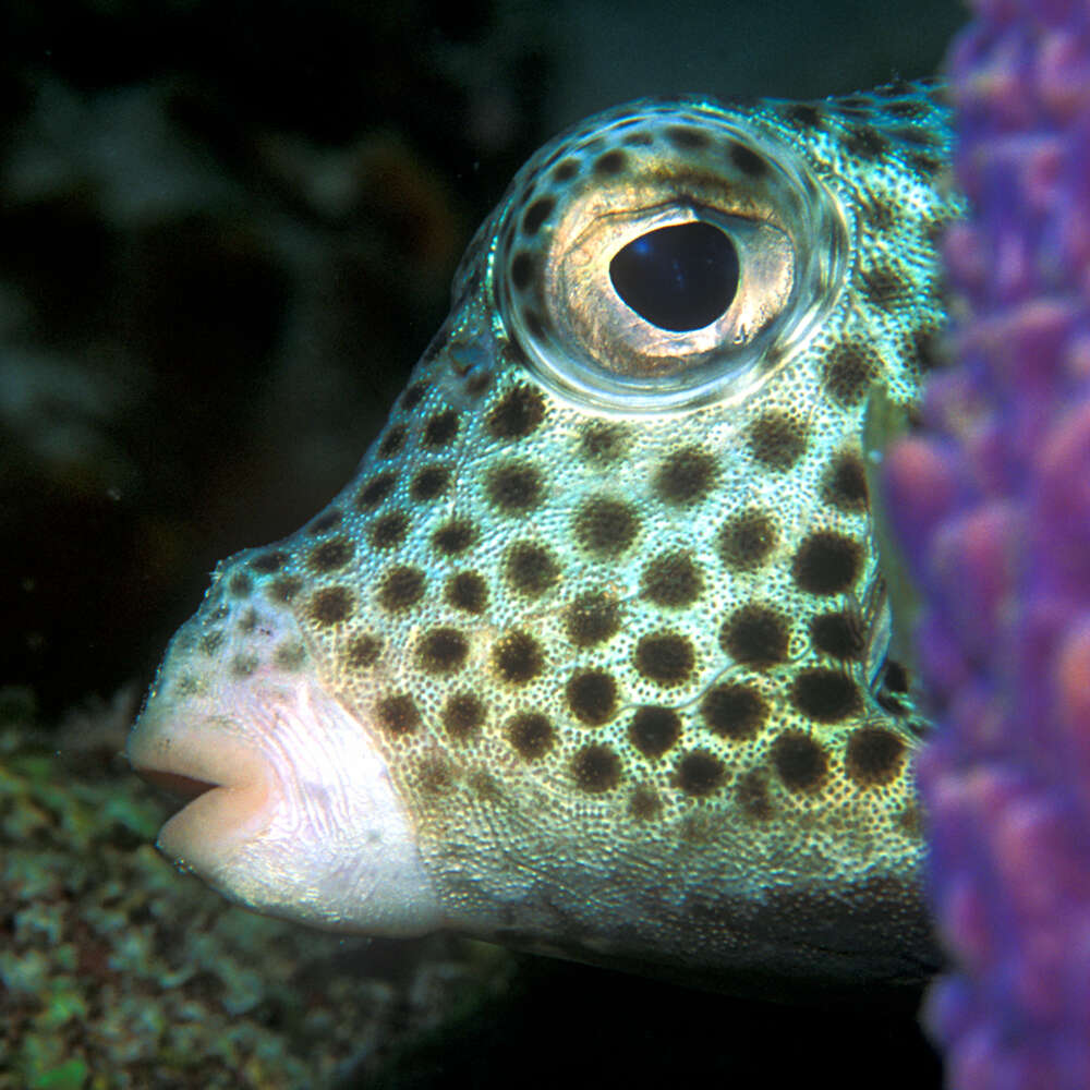 Image of Spotted Trunkfish