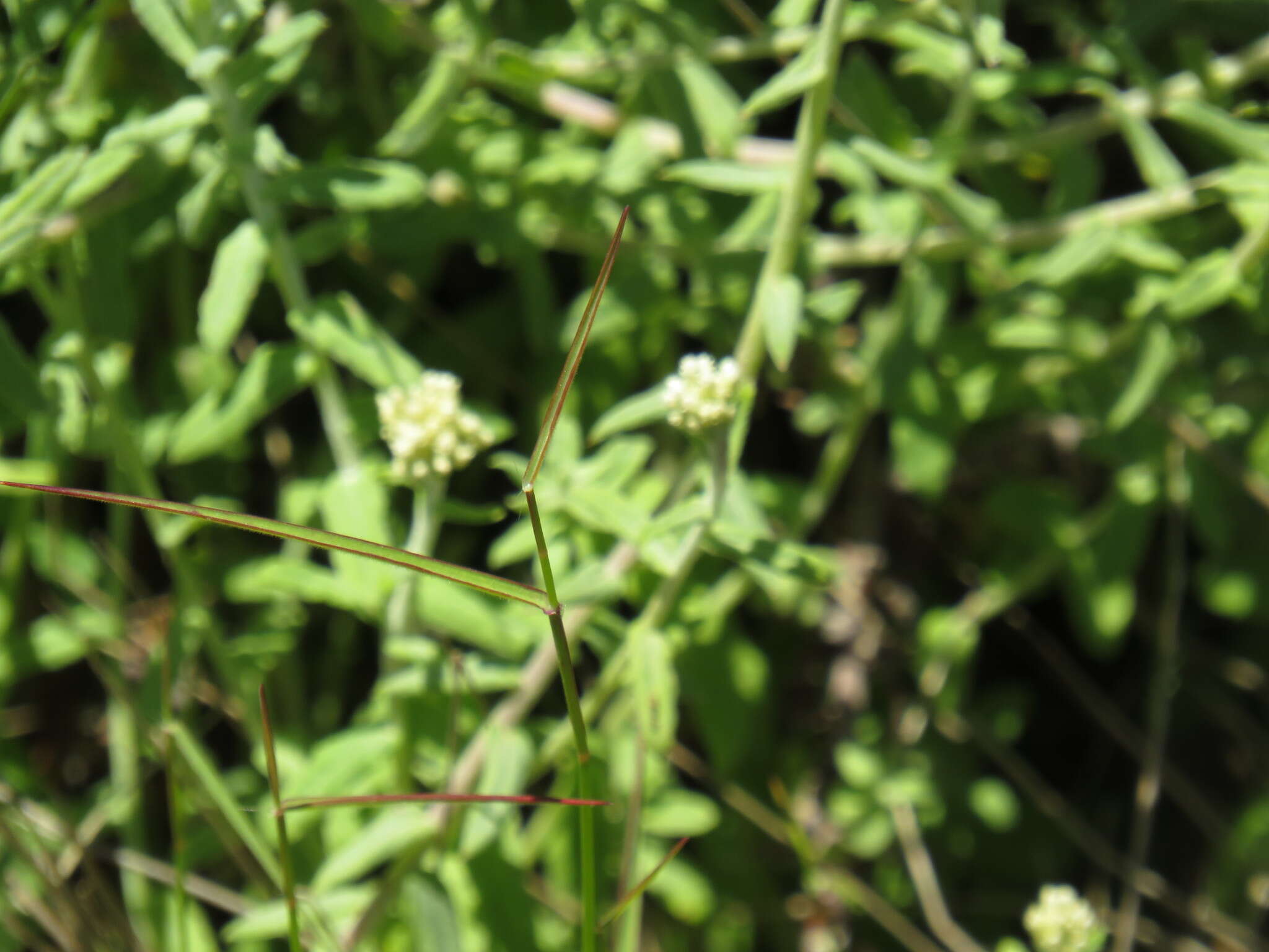 Plancia ëd Ehrharta brevifolia Schrad.