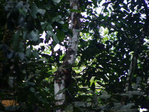 Image of golden-mantled tamarin