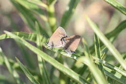 صورة Satyrium polingi