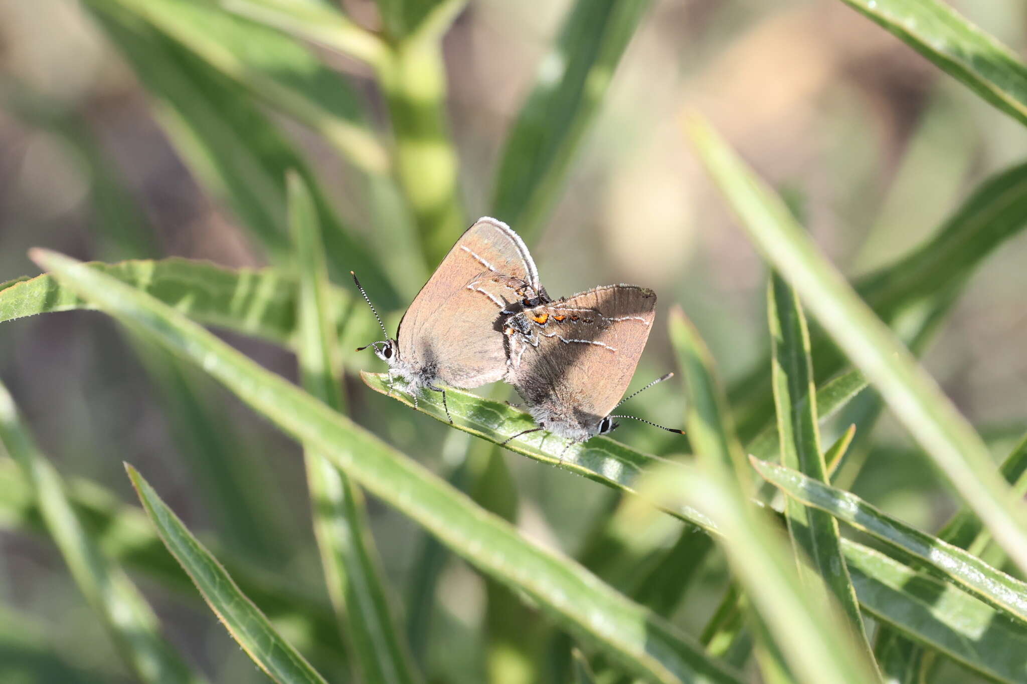 صورة Satyrium polingi