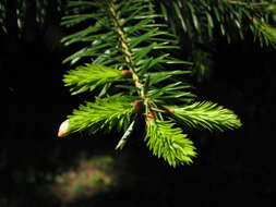 Image of Abies borisii-regis Mattf.