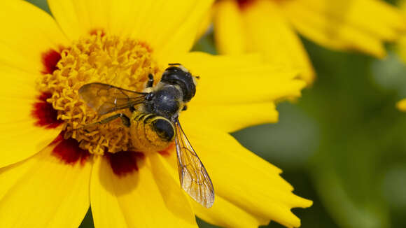 Image of Pugnacious Leaf-cutter Bee