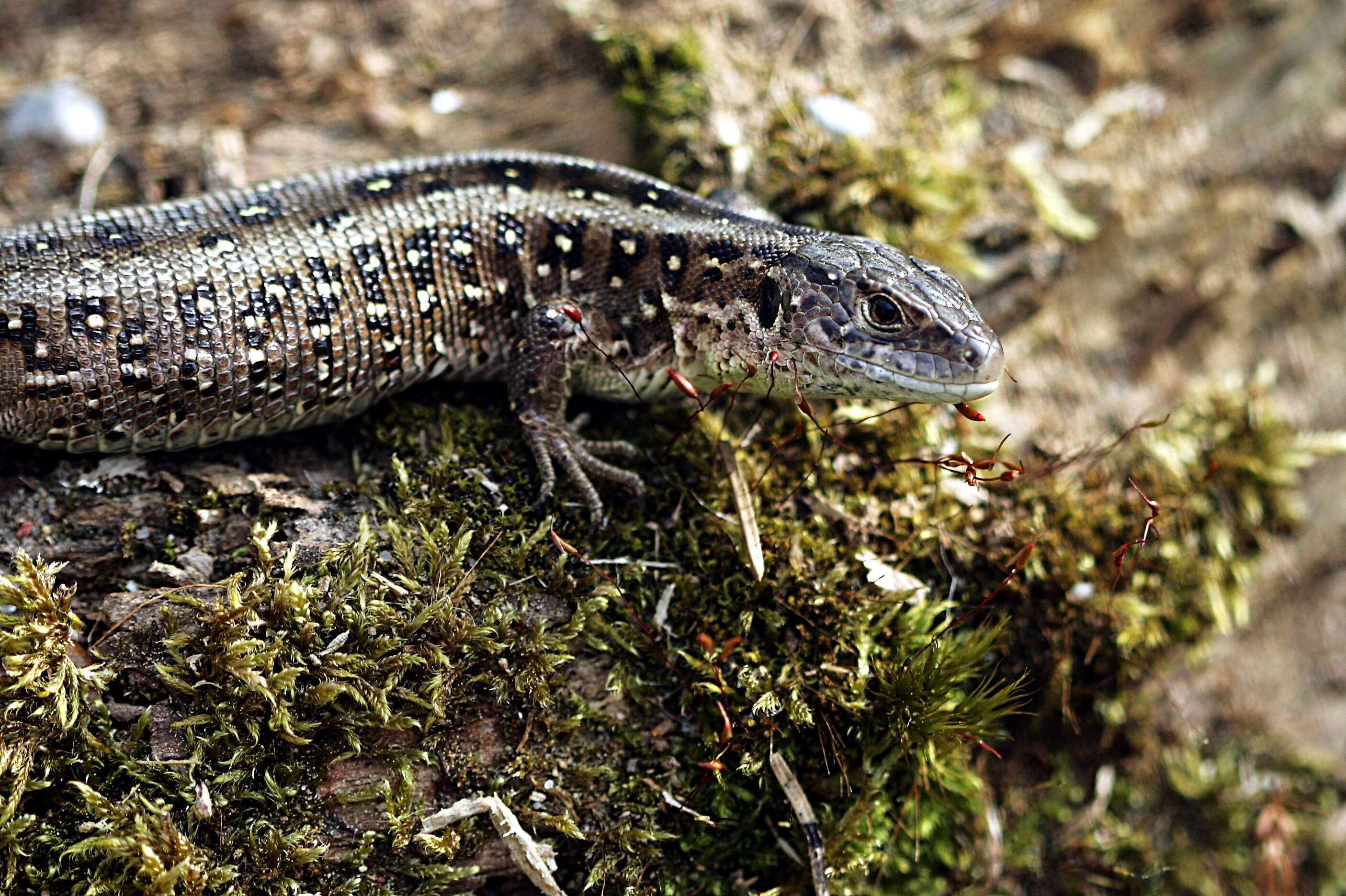 Image of Sand Lizard