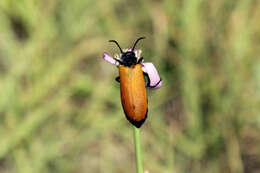 Image of Blister Beetle