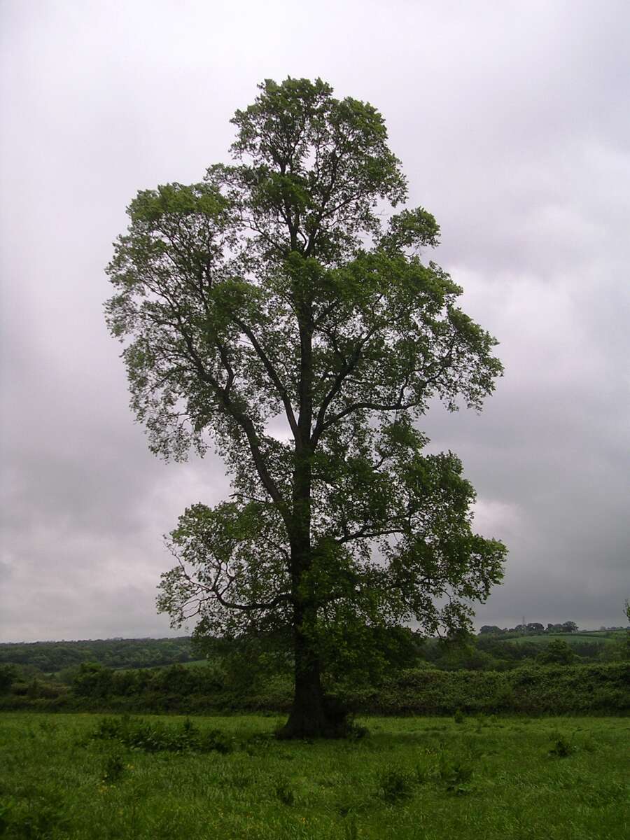 Image of Small-leaved Elm