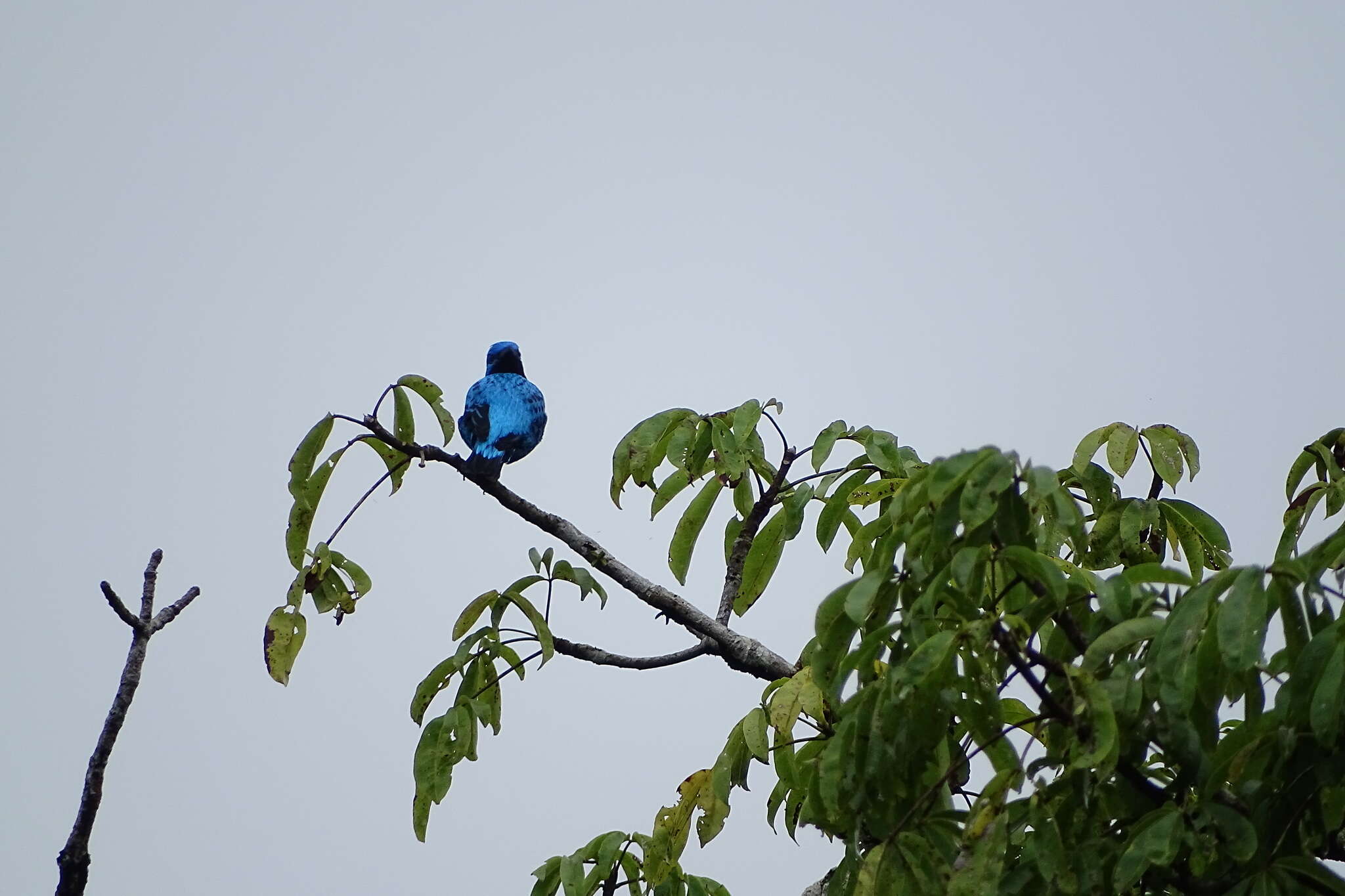 Image of Turquoise Cotinga