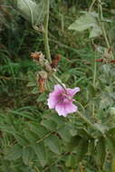 Image of Althaea × taurinensis