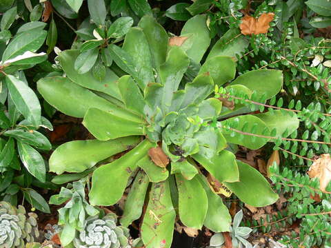 Image of Aeonium cuneatum Webb & Berth.