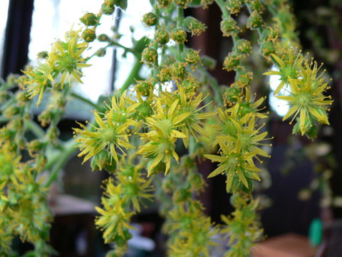 Image of <i>Aeonium cuneatum</i> Webb & Berth.