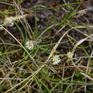 Image de Erigeron lonchophyllus Hook.