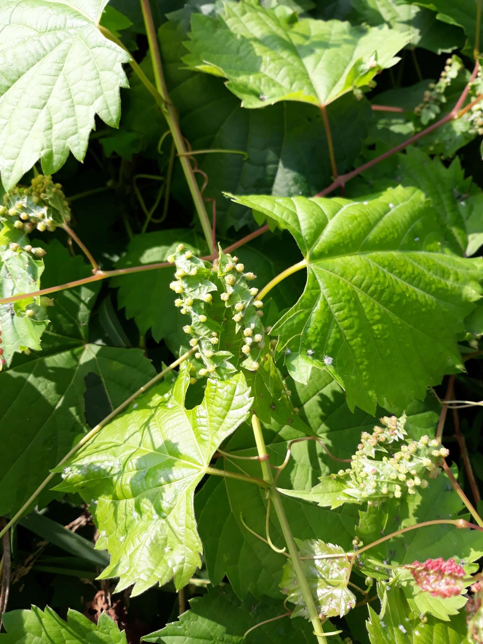 Image of grape phylloxera