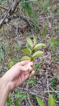 Image of Symplocos guianensis (Aubl.) Guerke