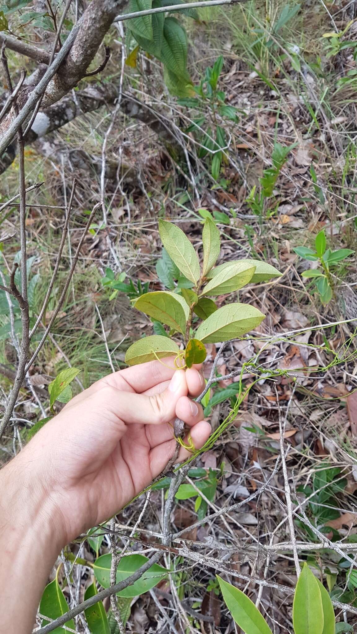 Symplocos guianensis (Aubl.) Guerke的圖片