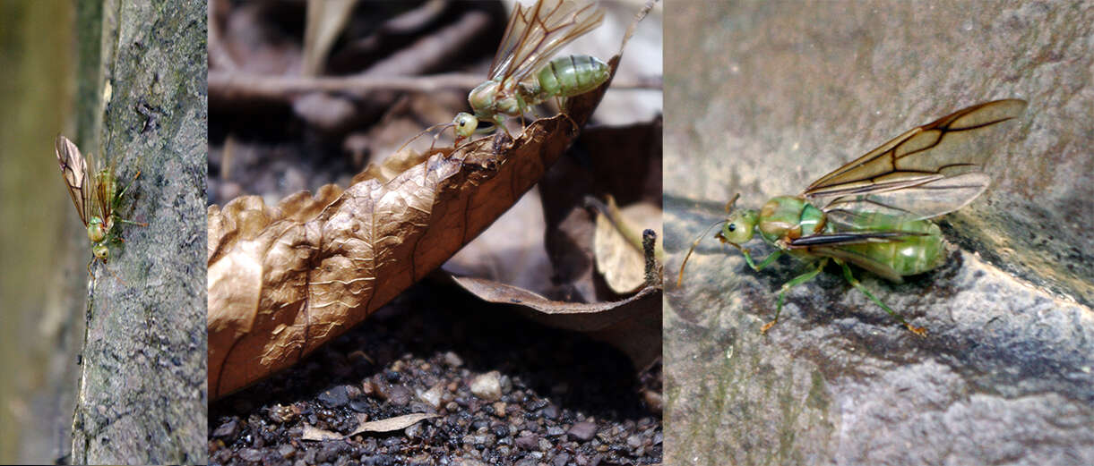 Слика од Oecophylla smaragdina (Fabricius 1775)