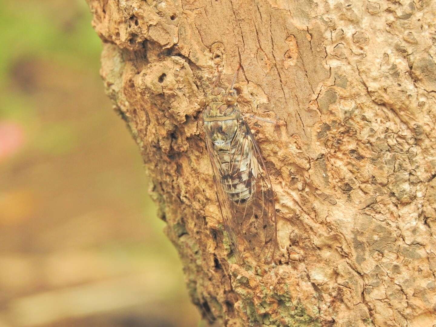 Image of Platylomia malickyi Beuk 1998